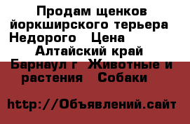 Продам щенков йоркширского терьера. Недорого › Цена ­ 5 000 - Алтайский край, Барнаул г. Животные и растения » Собаки   
